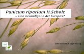 Panicum riparium H.Scholz – eine neoindigene Art Europas? Uwe Amarell, Offenburg BASBAS.