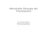 Mikrobielle Ökologie der Phyllosphäre Dr. Norman Mauder Lehrstuhl für Botanik II Universität Würzburg.