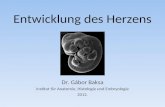Entwicklung des Herzens Dr. Gábor Baksa Institut für Anatomie, Histologie und Embryologie 2012.