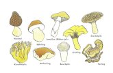Wild wachsende Pilze Gezüchtete Pilze Heimisch und International.