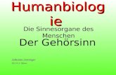 Humanbiologie Die Sinnesorgane des Menschen Der Gehörsinn Sebastian Starzinger HS 12; 4. Klasse.