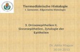 Tiermedizinische Histologie I. Semester, Allgemeine Histologie Dr. Attila Magyar 20.09.2013 3. Drüsenepithelien II, Sinnesepithelien, Zytologie der Epithelien.