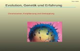 Evolution, Genetik und Erfahrung Chromosomen, Fortpflanzung und Genkopplung Peter Walla.