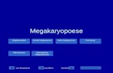 Zum Menübeenden Legende einblenden zum Hauptmenü Megakaryopoese Megakaryoblast Thrombozyt Reifer Megakaryozyt Unreifer Megakaryozyt Unreifer Megakaryozyt.