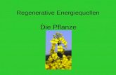 Regenerative Energiequellen Die Pflanze. Aufbau 1.Allgemeines zu Regenerativen Energien 2.Pflanzen als Regenerative Energiequelle 3.Versuch 4.Jatropha.