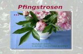 Pfingstrosen … Musikalisch vertont : H. Zimmer - True Romance Soundtrack.