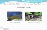 Elektrische Aktivitäten von Nerven- und Muskelzellen: Elektrische Fische Grüner MesserfischElefanten-Rüsselfisch.