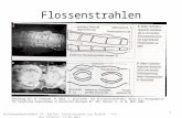 Flossenstrahlen Abbildung aus: M. Eckhardt, M. Germ, J. Grosschedl; Der Flossenstrahleffekt- Natur als Lösungsquelle für technische Innovationen in Unterricht.