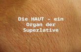 Die HAUT – ein Organ der Superlative. Das größte Organ des menschlichen Körpers … Sie ist zirka 2 m 2 groß, über 3kg schwer und zwischen 1,5mm und 4 mm.