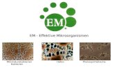 EM - Effektive Mikroorganismen Milchsäurebakterien Hefen Photosynthetische Bakterien.