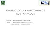 Embriologia y Anatomia de Los Parpados