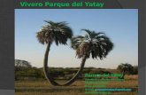 Vivero Parque del Yatay Parque del Yatay Palmeras y arboles ejemplares Plantas tropicales Goya corrientes E-mail: parquedelyatay@gmail.comparquedelyatay@gmail.com.