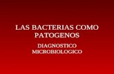 LAS BACTERIAS COMO PATOGENOS DIAGNOSTICO MICROBIOLOGICO.
