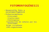 FOTOMORFOGÉNESIS Desarrollo foto y escotomorfogénico Fotorreceptores –Fitocromos –Criptocromos –Fototropinas Transducción de señales por los fitocromos.