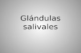 Glándulas salivales. Glándulas Salivales Menores Labiales Bucales Palatales Salivales Mayores Parótidas Submandibulares Sublinguales.