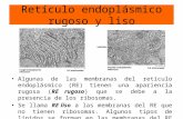 Retículo endoplásmico rugoso y liso Algunas de las membranas del retículo endoplásmico (RE) tienen una apariencia rugosa (RE rugoso) que se debe a la presencia.