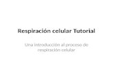 Respiración celular Tutorial Una introducción al proceso de respiración celular.