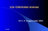 Clase Glándulas Anexas Histología
