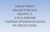 Cadena Epidemiologica de La Brucelosis