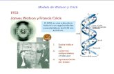 Modelo de Watson y Crick. Ciclo celular Mitosis.