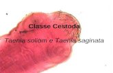 Classe Cestoda Taenia solium e Taenia saginata. Fase adulta - homem único hospedeiro normal; Causa teníase; Fase larvária: T. solium – parasita porco.