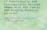 Extensive Association of Functionally and Cytotopically Related mRNAs with Puf Family RNA-Binding Proteins in Yeast André P. Gerber, Daniel Herschlag,