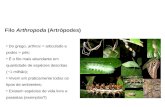 Filo Arthropoda (Artrópodes) Do grego, arthros = articulado e podos = pés; É o filo mais abundante em quantidade de espécies descritas (~1 milhão); Vivem.