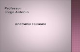 Professor Jorge Antonio Anatomia Humana. Introdução ao Estudo da Anatomia Considerações gerais A Anatomia é a ciência que estuda, macro e microscopicamente,