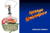 ARNALDO ZUBIOLI. 1. O movimento do alimento ao longo do tubo digestivo; 2. Secreção de sucos digestivos e a digestão do alimento; 3. Absorção dos produtos.