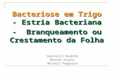 Bacteriose em Trigo - Estria Bacteriana - Branqueamento ou Crestamento da Folha Gabrielli Dedordi Marina Scarsi Micheli Pegoraro.