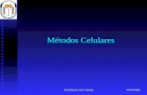 Imunologia Prof.Doutor José Cabeda Métodos Celulares.