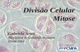 Divisão Celular Mitose Gabriela Artus Disciplina de Genética Humana 05/08/2004.