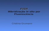 FISH FISH Hibridização in situ por Fluorescência Cristina Grumann.
