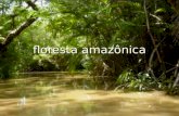 Floresta amazônica. Itens pesquisados Localização Localização Características do ambiente Características do ambiente Clima Clima Vegetação Vegetação.