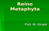 Reino Metaphyta Prof. W. Ernani. Relações filogenéticas Algas verdes (grupo externo) BriófitasPteridófitasGimnospermasAngiospermas Gametângios revestidos.