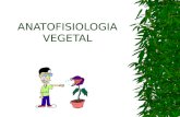 ANATOFISIOLOGIA VEGETAL. MORFOLOGIA VEGETAL A morfologia vegetal (Organografia) estuda a forma externa dos órgãos vegetais superiores.