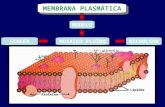 SINGER NICHOLSON Proteína Lípidos MODELO MOSAICO FLUÍDO MEMBRANA PLASMÁTICA glicocálix.