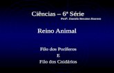 Reino Animal Filo dos Poríferos E Filo dos Cnidários Ciências – 6ª Série Profª. Daniela Benaion Barroso.