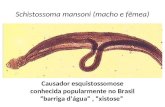 Schistossoma mansoni (macho e fêmea) Causador esquistossomose conhecida popularmente no Brasil barriga dágua, xistose.