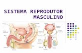 SISTEMA REPRODUTOR MASCULINO Anatomia pênisbolsa escrotal Genitália externa: pênis e bolsa escrotal; testículos, epidídimosductos glândulas acessórias.