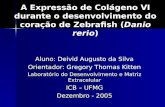 A Expressão de Colágeno VI durante o desenvolvimento do coração de Zebrafish (Danio rerio) Aluno: Deivid Augusto da Silva Orientador: Gregory Thomas Kitten.