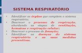 SISTEMA RESPIRATÓRIO Identificar os órgãos que compõem o sistema respiratório; Descrever o processo de respiração, abordando as etapas de ventilação, hematose.