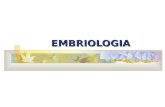 EMBRIOLOGIA EMBRIOLOGIA Definições Tipos de Óvulos Tipos de Clivagens Embriogênese Destino dos folhetos Classificação embriológica Anexos Embrionários.