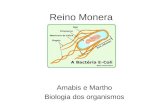 Reino Monera Amabis e Martho Biologia dos organismos.