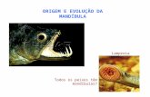 ORIGEM E EVOLUÇÃO DA MANDÍBULA Todos os peixes têm mandíbulas? Lampreia.