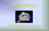 LINFÓCITOS T Resposta imune celular. RECEPTOR DE LINFÓCITOS B RECEPTOR DE LINFÓCITOS T.