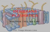 MEMBRANA PLASMÁTICA BIOLOGIA – YES, WE CAN! Prof. Thiago Moraes Lima.