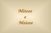 Mitose e Meiose. O ciclo celular Dividido em: -Intérfase -Divisão Celular 1.Mitose 2.Meiose.
