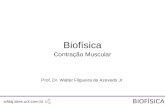Biofísica Contração Muscular Prof. Dr. Walter Filgueira de Azevedo Jr. wfdaj.sites.uol.com.br BIOFÍSICA.