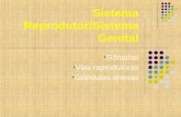 Sistema Reprodutor/Sistema Genital Gônadas Vias reprodutoras Glândulas anexas.